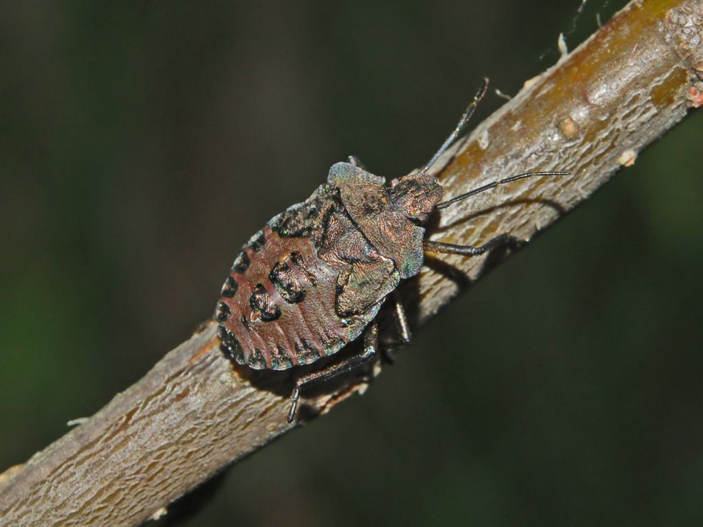 Pentatoma rufipes